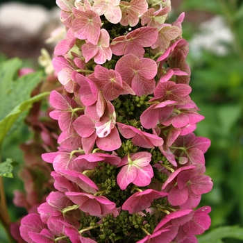 Hydrangea quercifolia - Jetstream™ Oakleaf Hydrangea