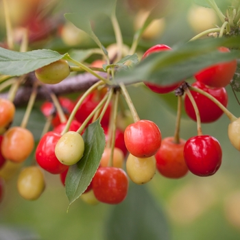 Prunus - 'Sweet Cherry Pie™' Cherry