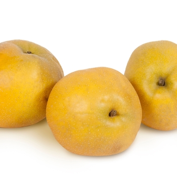 Pyrus - 'Tawara' Asian Pear