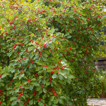 Ilex verticillata - 'Wildfire™' Winterberry