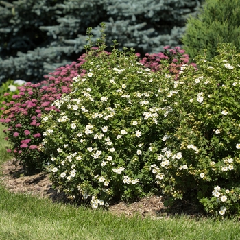 Potentilla fruticosa - Creme Brule™