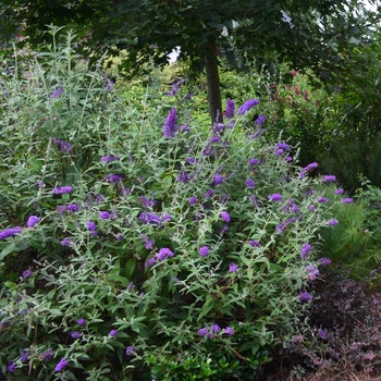 Buddleia davidii - 'Groovy Grape™' Butterfly Bush