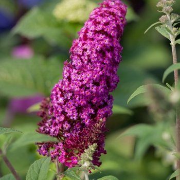 Buddleia davidii - 'Funky Fuchsia™' Butterfly Bush