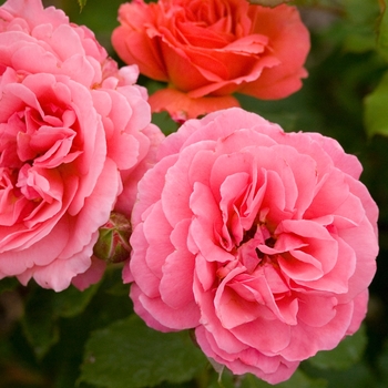 Rosa (Rose) - Easy Elegance® Kiss Me