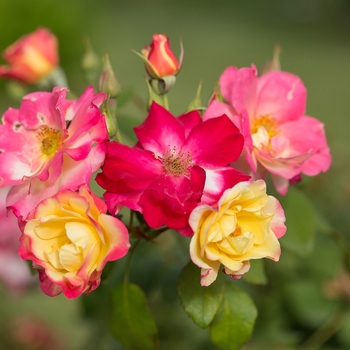 Rosa - 'Campfire' Rose