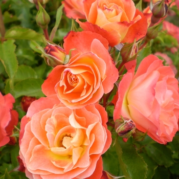 Rosa (Rose) - Easy Elegance® 'Coral Cove'