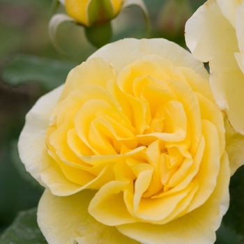 Rosa (Rose) - Easy Elegance® High Voltage