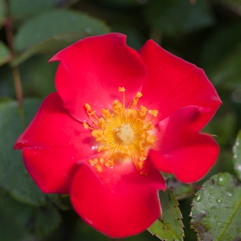 Rosa (Rose) - Easy Elegance® 'Screaming Neon Red™'