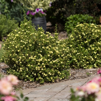 Potentilla fruticosa - Lemon Meringue™