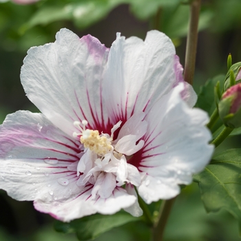 Hibiscus syriacus (Rose of Sharon) - First Editions® 'Fiji™'