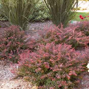 Berberis thunbergii atropurpurea - 'Cabernet®' Barberry