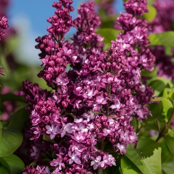 Syringa - 'Virtual Violet™' Lilac