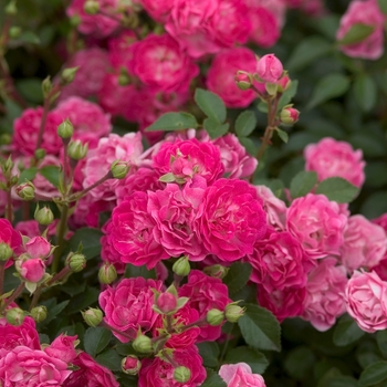 Rosa (Rose) - Easy Elegance® Little Mischief