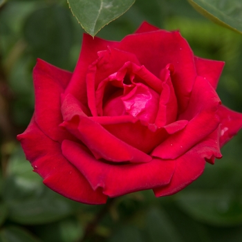 Rosa (Rose) - Easy Elegance® Kashmir