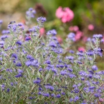 Caryopteris x clandonensis - 'Sapphire Surf™' Bluebeard