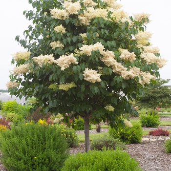 Syringa reticulata - 'Snowdance™' Japanese Tree Lilac