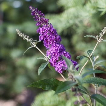 Buddleia davidii - 'Psychedelic Sky™' Butterfly Bush