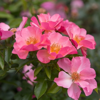 Rosa (Rose) - Easy Elegance® All the Rage