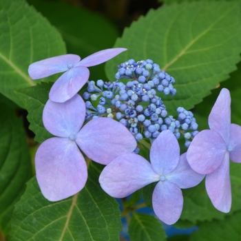 Hydrangea macrophylla - 'Twist-n-Shout®' Bigleaf Hydrangea