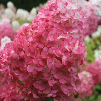 Hydrangea paniculata - Vanilla Strawberry™