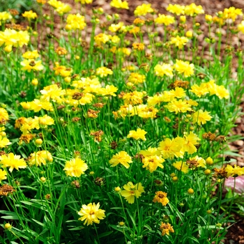 Coreopsis - 'Leading Lady Charlize' Tickseed