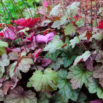 Heuchera - 'Carnival Watermelon' Coral Bells