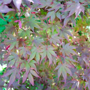 Acer palmatum - 'Fireglow' Japanese Maple