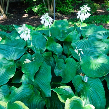 Hosta - 'Blue Angel' Hosta, Plantain Lily