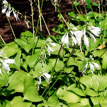 Hosta - 'Royal Standard' Hosta, Plantain Lily