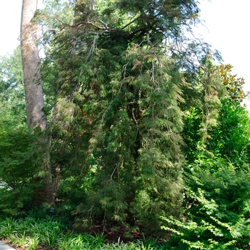 Acer palmatum var. dissectum - 'Inaba Shidare' Japanese Maple