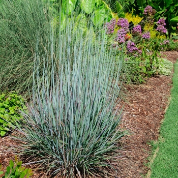 Schizachyrium scoparium - 'Standing Ovation' Little Bluestem