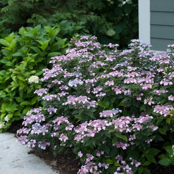 Hydrangea serrata - 'Tiny Tuff Stuff™' Mountain Hydrangea