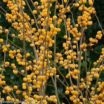 Ilex verticillata (Winterberry Holly) - Berry Heavy® 'Gold'