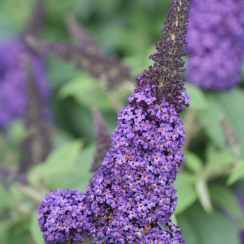 Buddleia - 'Pugster Blue®' Butterfly Bush