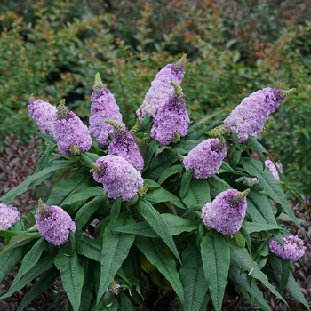 Buddleia (Butterfly Bush) - Pugster® Amethyst