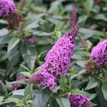 Buddleia - 'Pugster Periwinkle®' Butterfly Bush