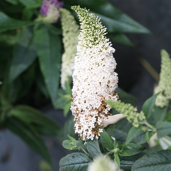 Buddleia - Butterfly Bush