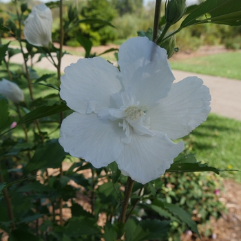 Hibiscus syriacus - 'White Pillar®' Rose of Sharon