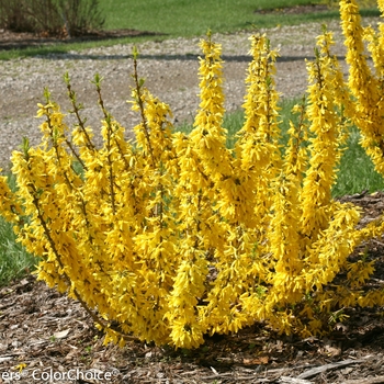 Forsythia x intermedia - Show Off® 'Sugar Baby®'