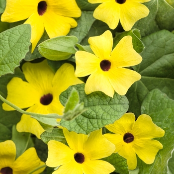 Thunbergia alata - 'Lemon A-Peel®' Black-Eyed Susan Vine