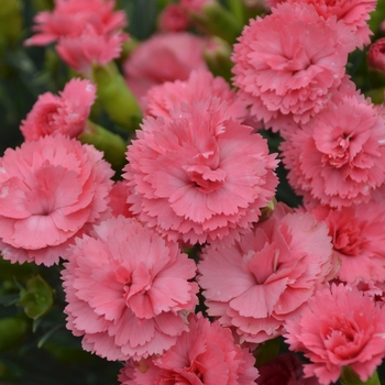 Dianthus (Pinks) - Fruit Punch® 'Classic Coral'