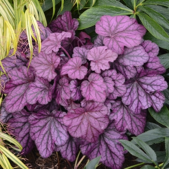 Heuchera (Coral Bells) - Primo™ 'Wild Rose'