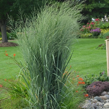 Panicum virgatum (Switch Grass) - Prairie Winds® 'Totem Pole'