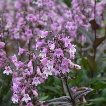 Penstemon - 'Midnight Masquerade' Beardtongue