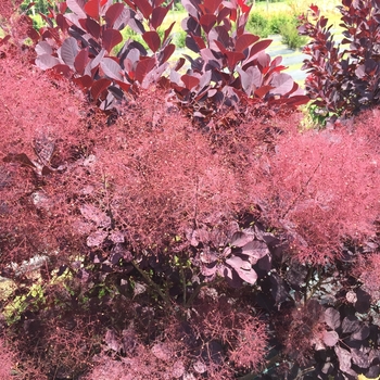 Cotinus coggygria - 'Winecraft Black®' Smokebush