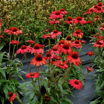 Echinacea (Coneflower) - Kismet® 'Red'