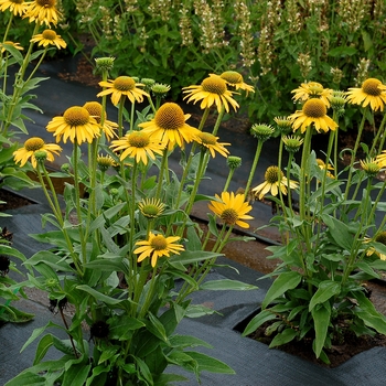 Echinacea (Coneflower) - Kismet® 'Yellow'