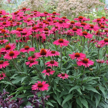 Echinacea (Coneflower) - Kismet® 'Raspberry'