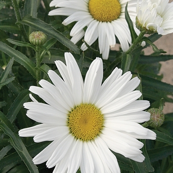 Leucanthemum x superbum (Shasta Daisy) - Amazing Daisies® 'Daisy May®'