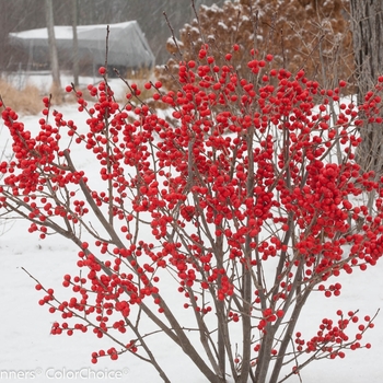 Ilex verticillata - 'Berry Poppins®' Winterberry